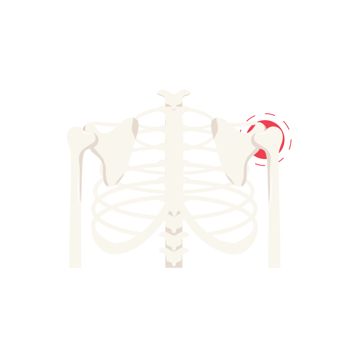 a CGI artistic rendering of the bones of the upper back and shoulders